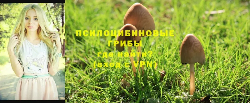 Галлюциногенные грибы MAGIC MUSHROOMS  Покров 